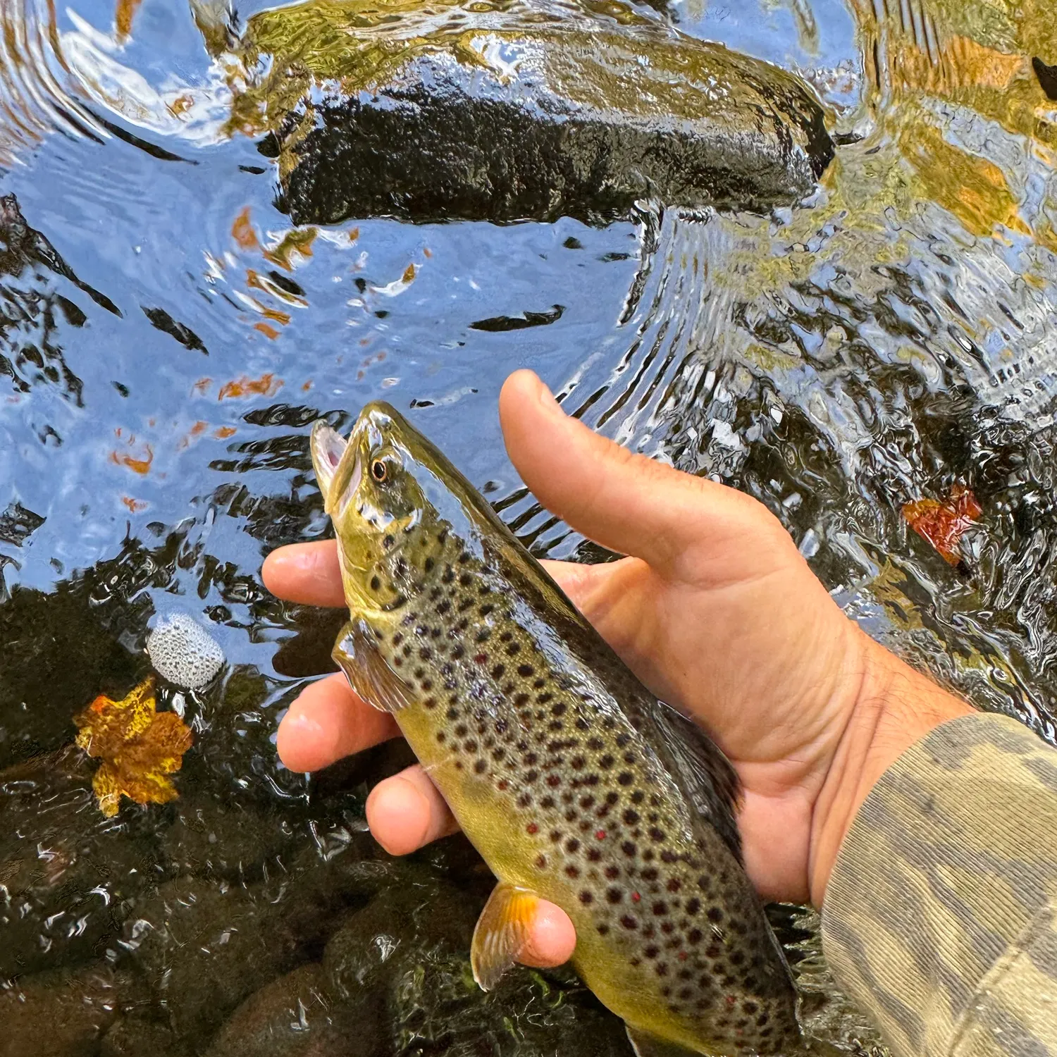 Brown trout caught on Fishbrain
