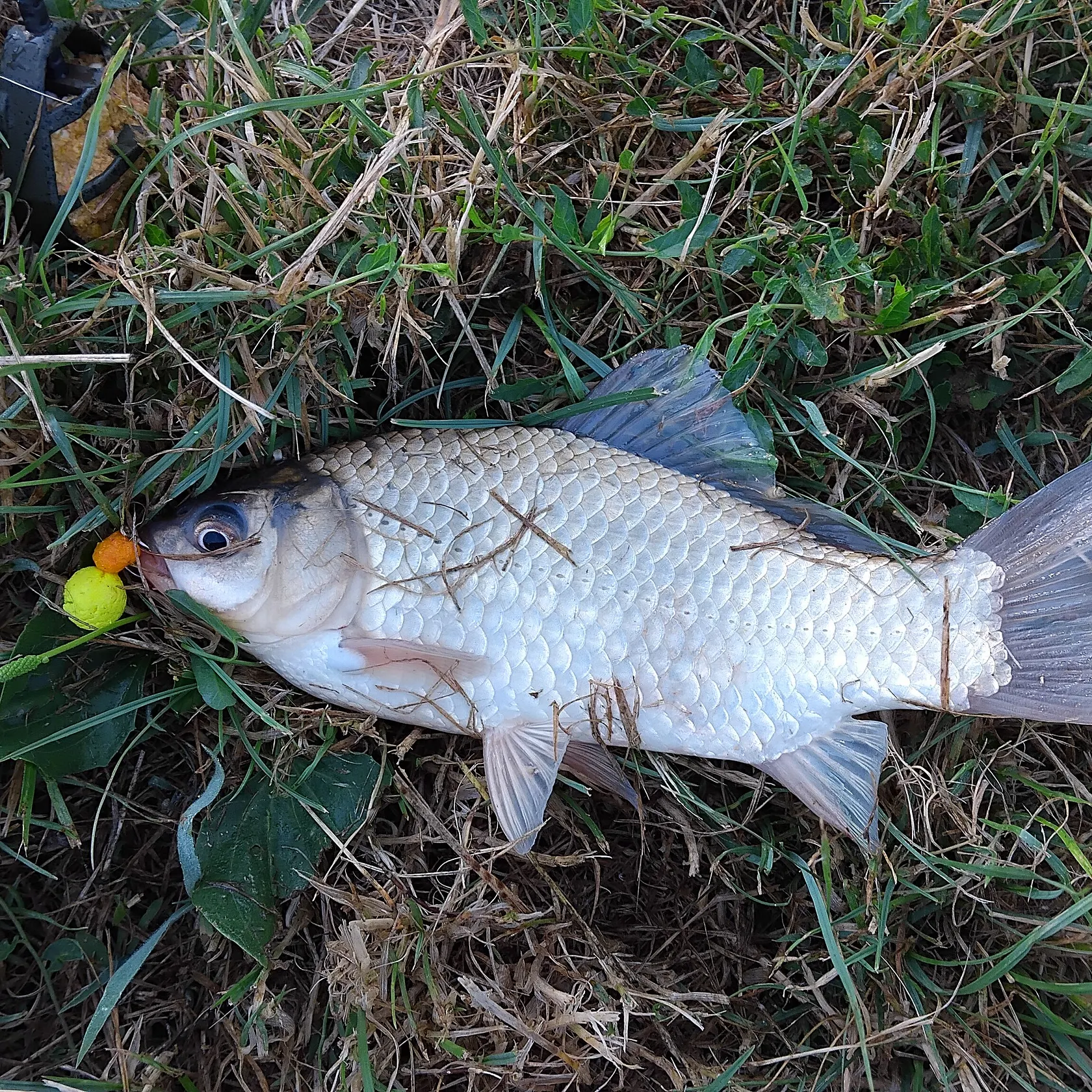 The most recent Prussian carp catches on Fishbrain
