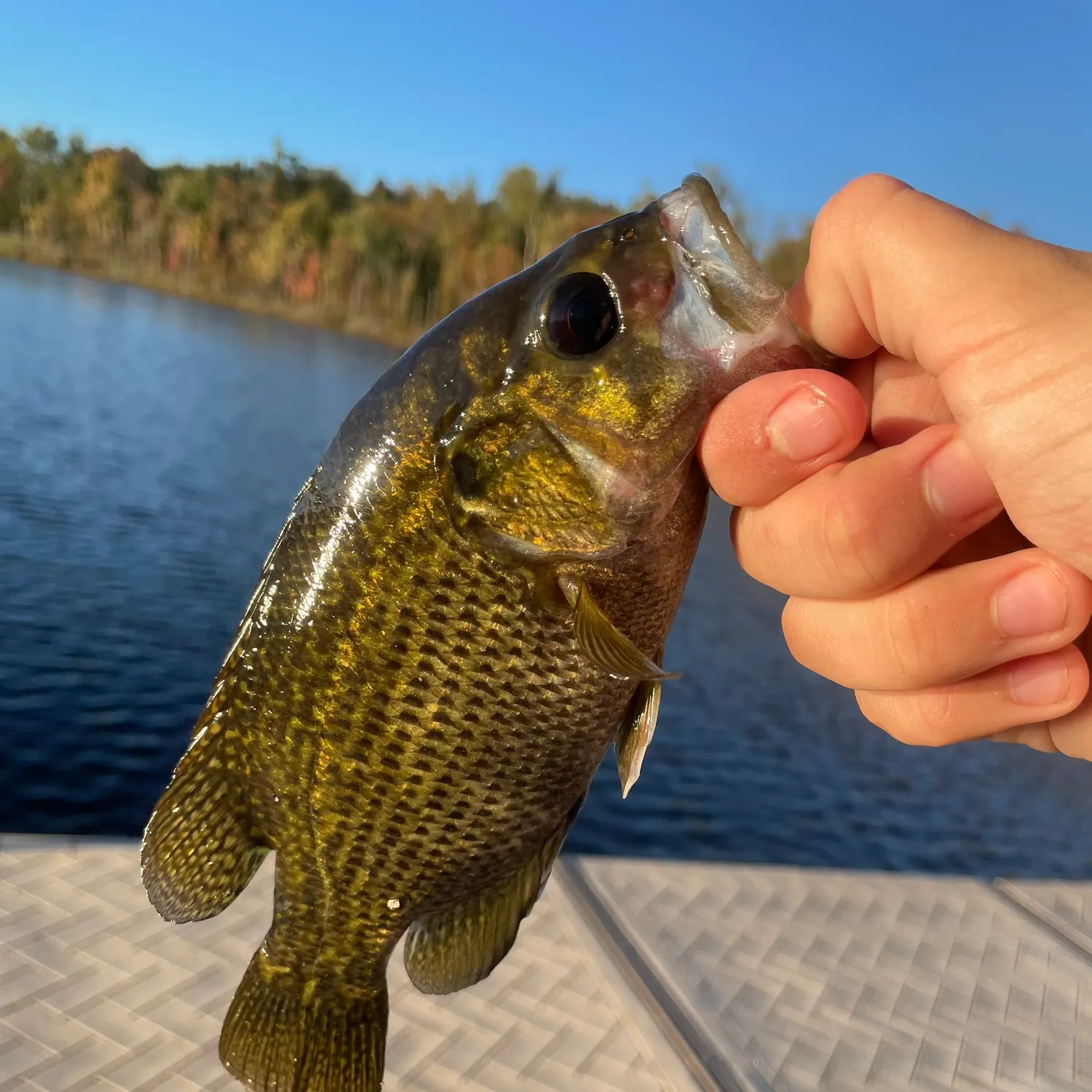 Rock bass caught on Fishbrain