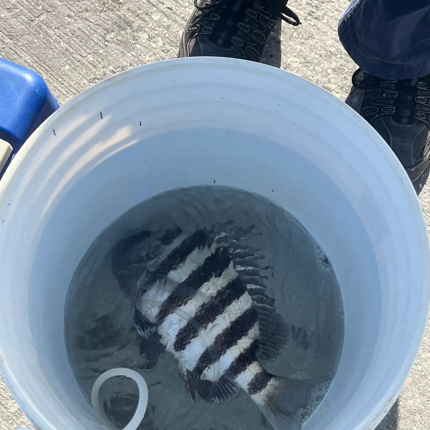 The most recent Sheepshead catches on Fishbrain