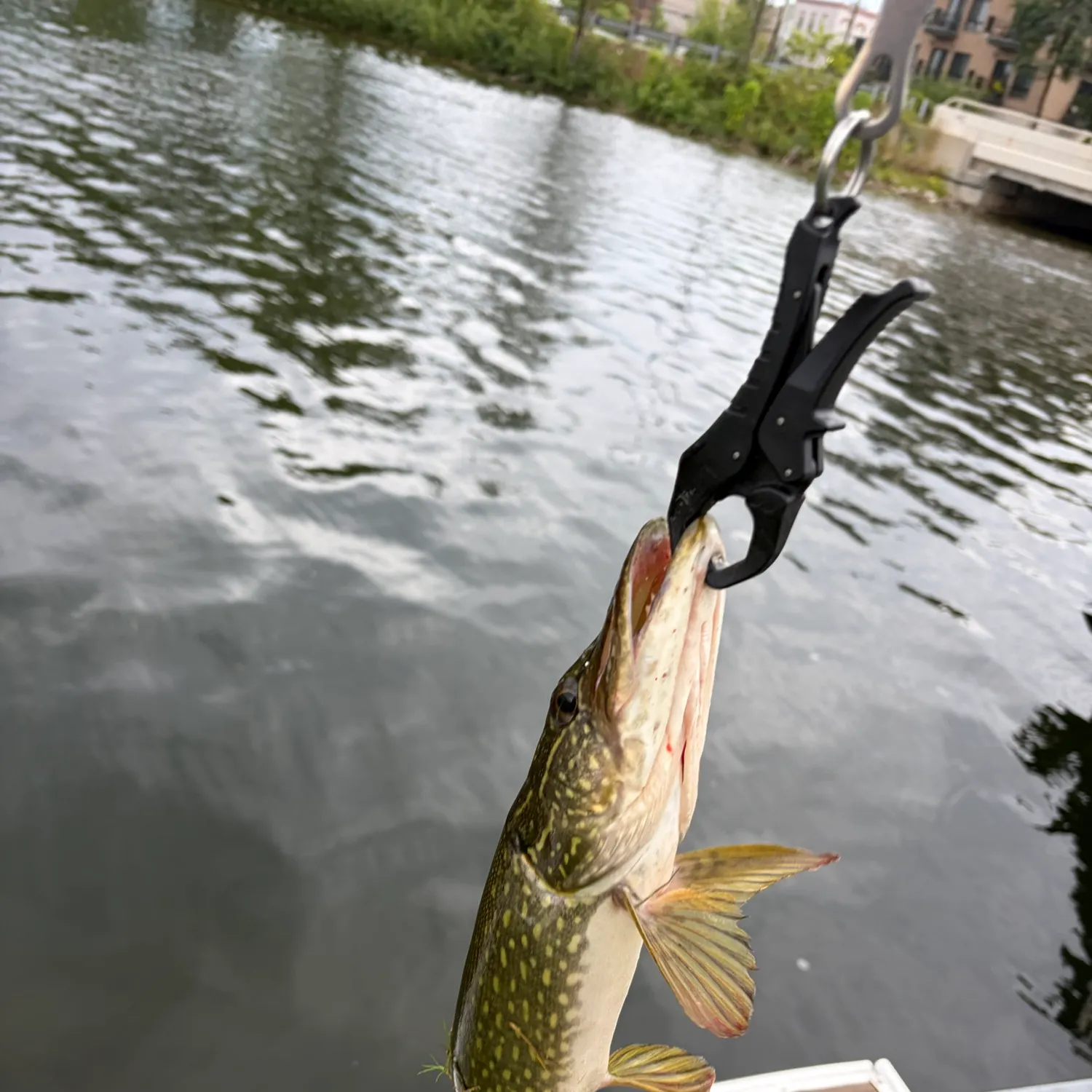 Northern pike caught on Fishbrain