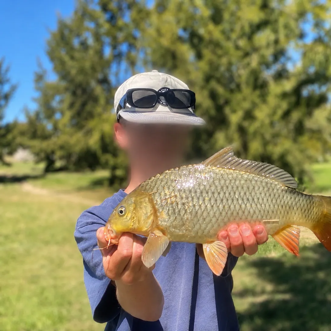 Common carp caught on Fishbrain