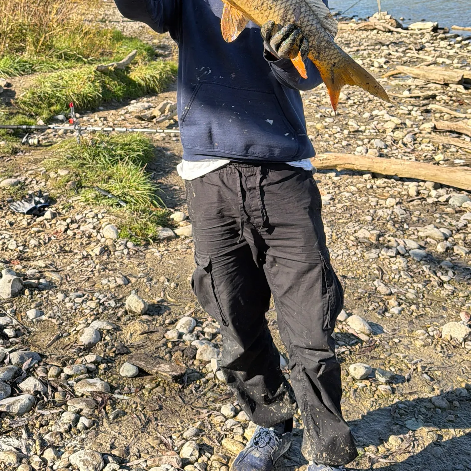 Common carp caught on Fishbrain
