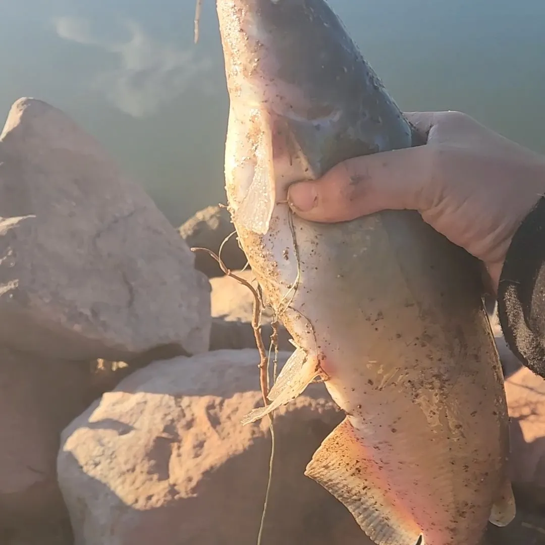 Channel catfish caught on Fishbrain