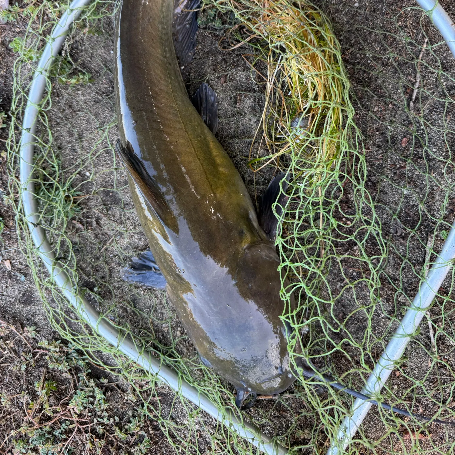 Channel catfish caught on Fishbrain