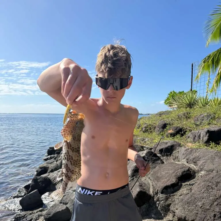 The most recent Honeycomb grouper catches on Fishbrain