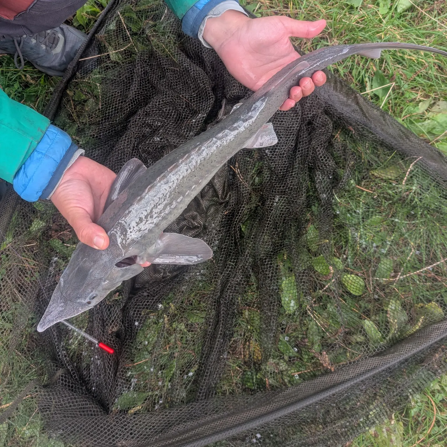 The most recent Sterlet catches on Fishbrain