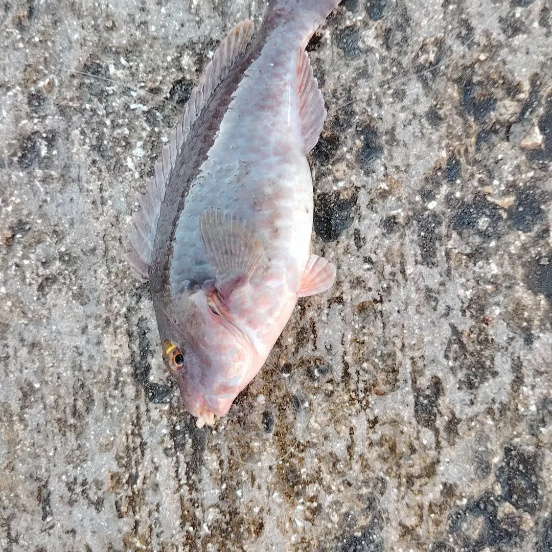 The most recent Common parrotfish catches on Fishbrain