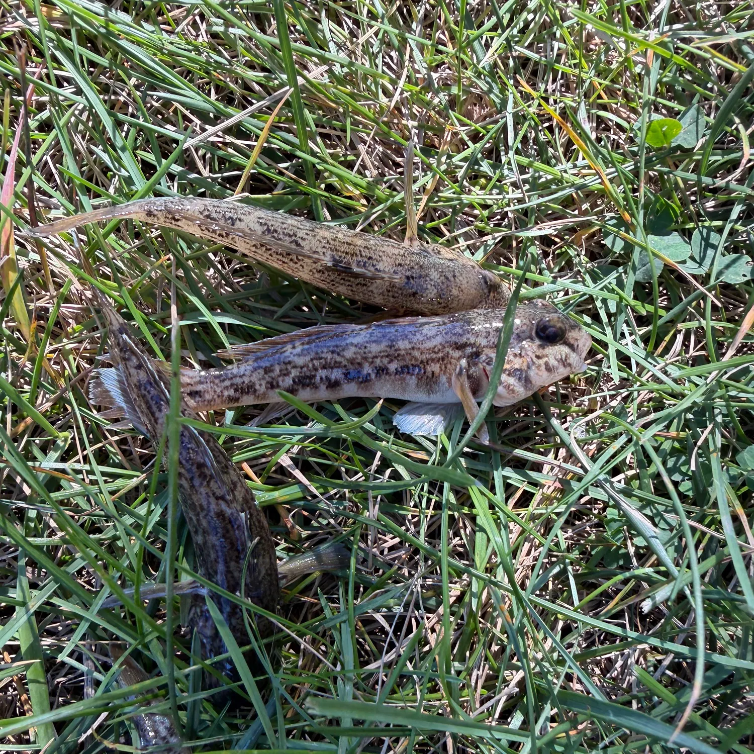 Round goby caught on Fishbrain