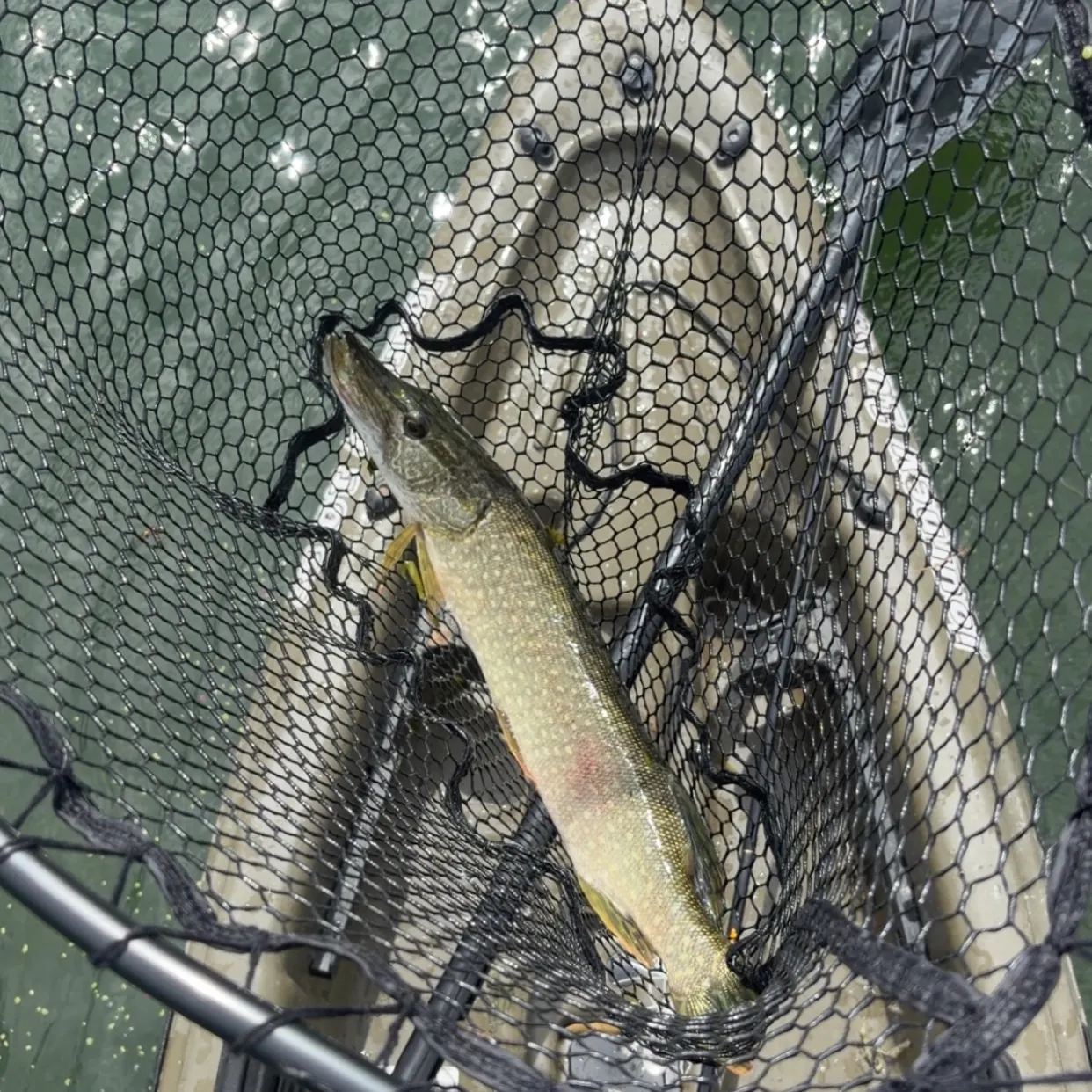 Northern pike caught on Fishbrain