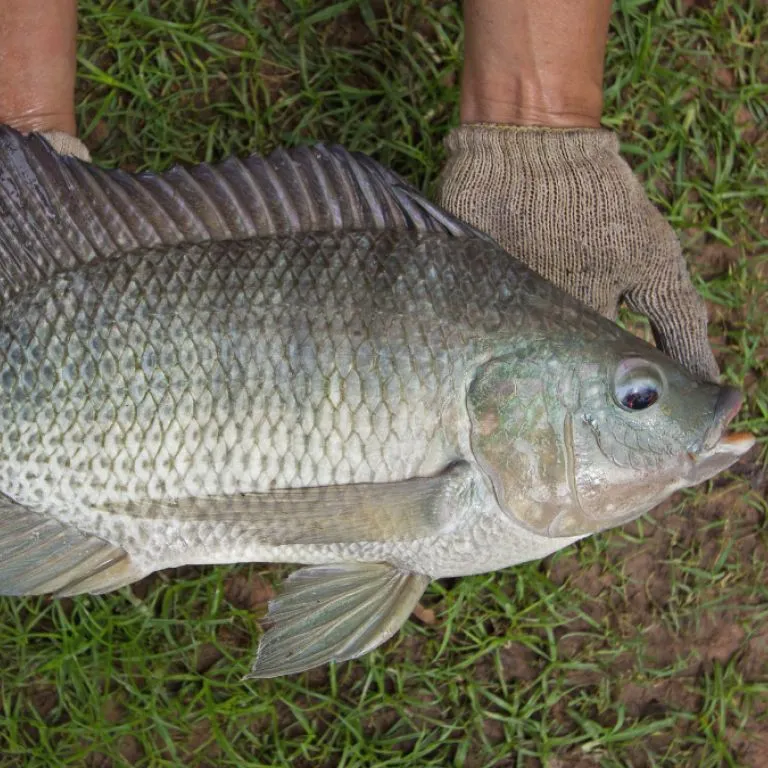 The most recent Nile tilapia catches on Fishbrain