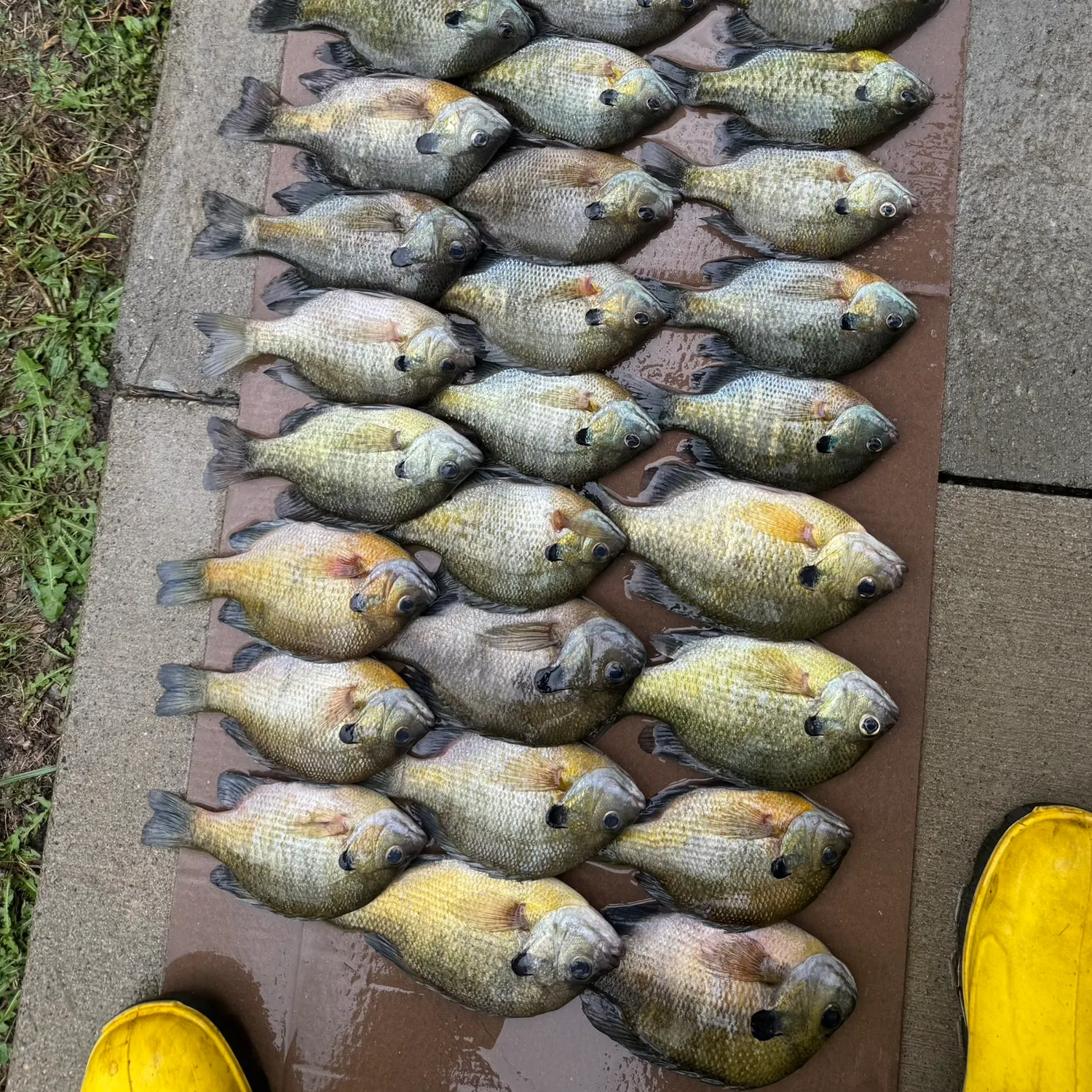 recently logged catches