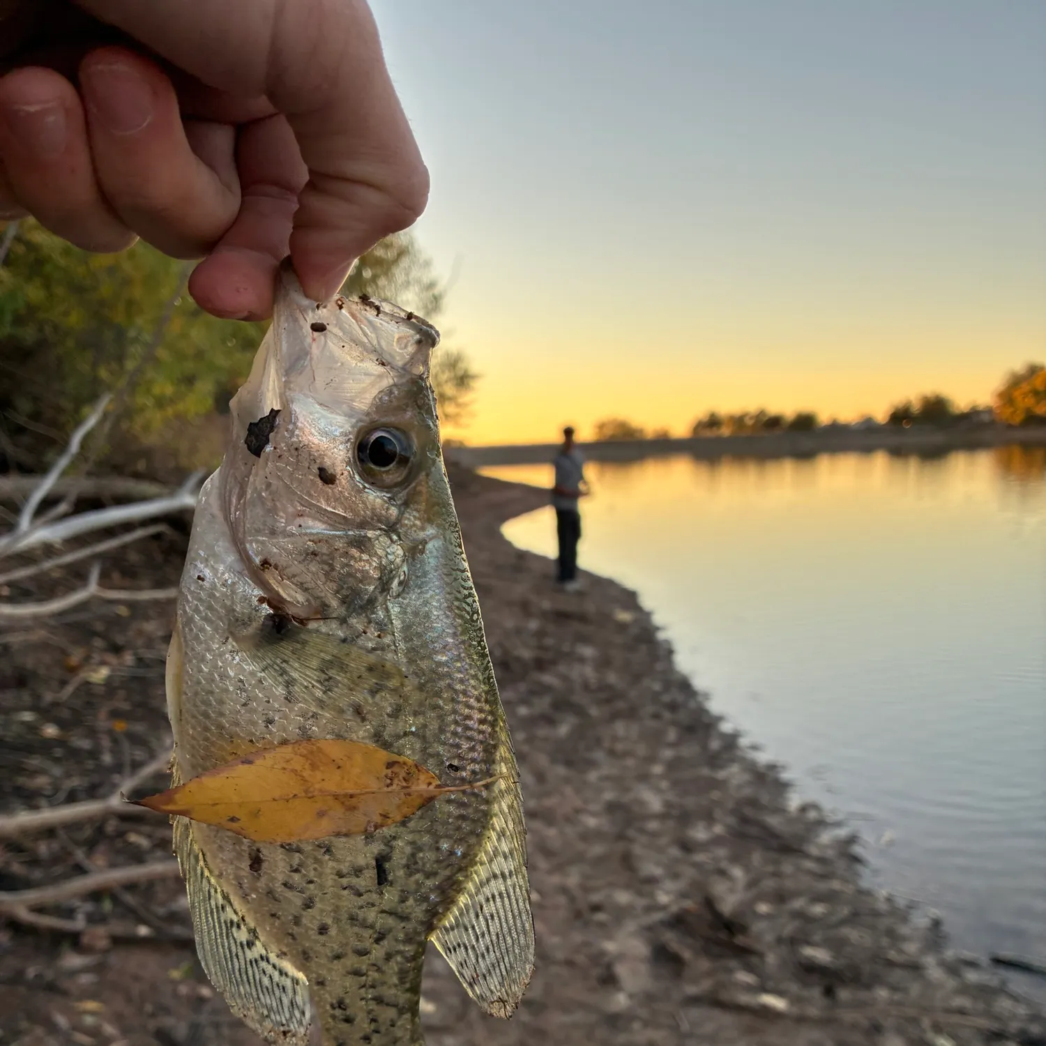 Black crappie caught on Fishbrain