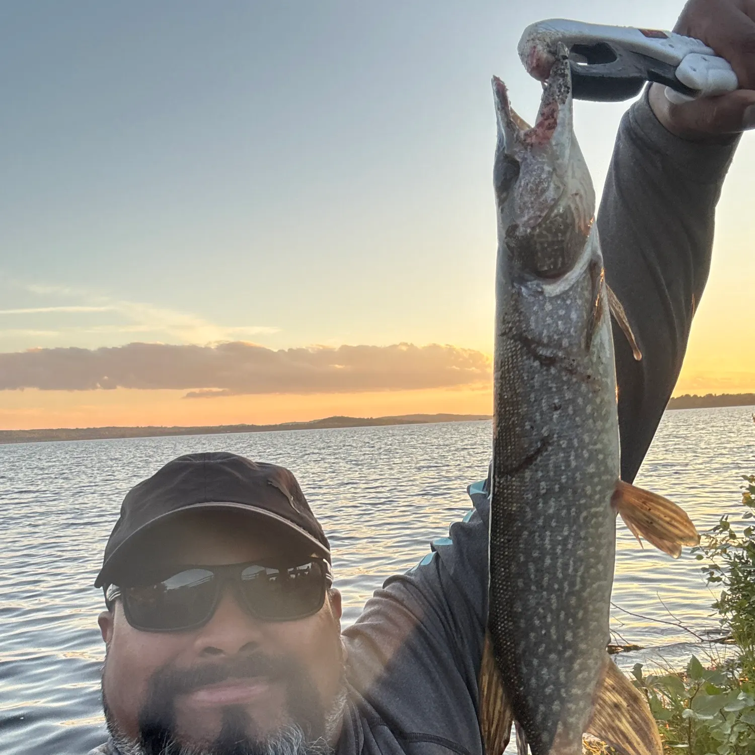 Northern pike caught on Fishbrain