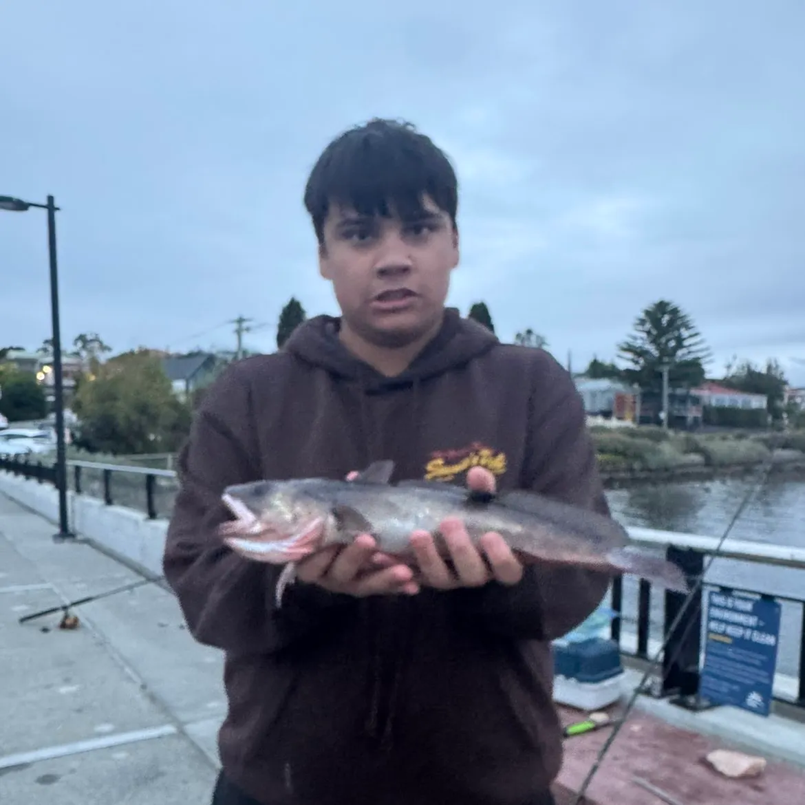 The most recent Red codling catches on Fishbrain