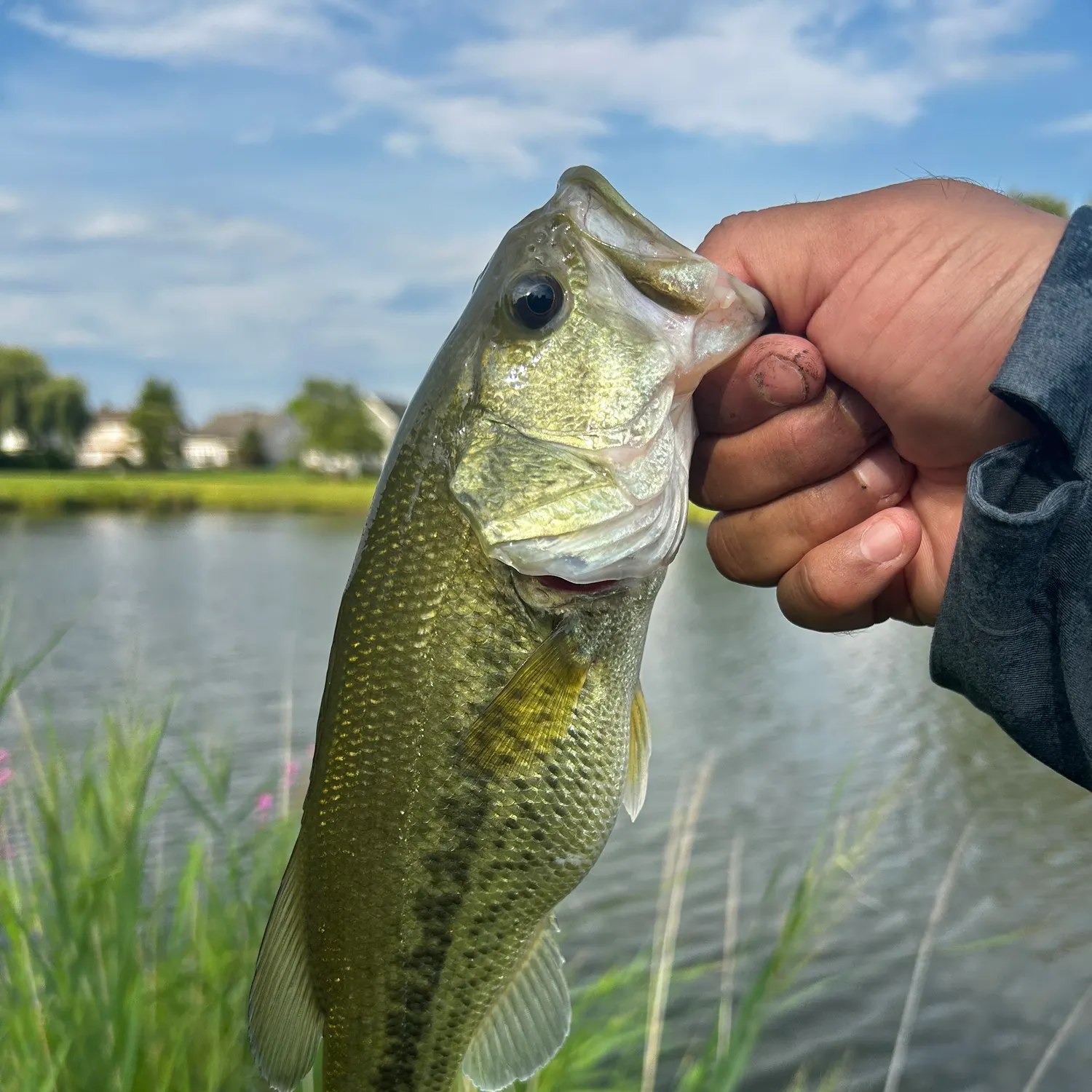 Largemouth bass caught on Fishbrain