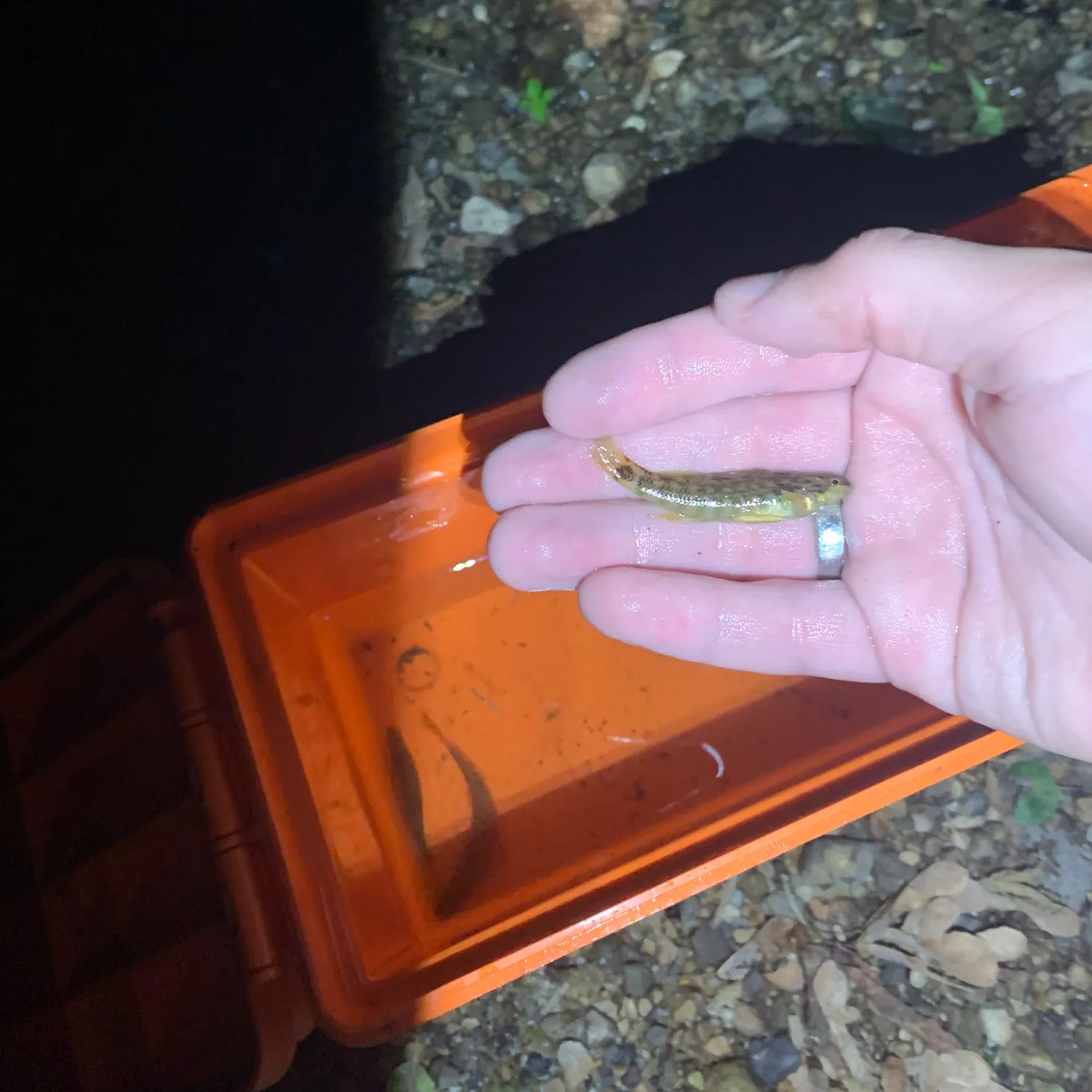 The most recent Greenside darter catches on Fishbrain
