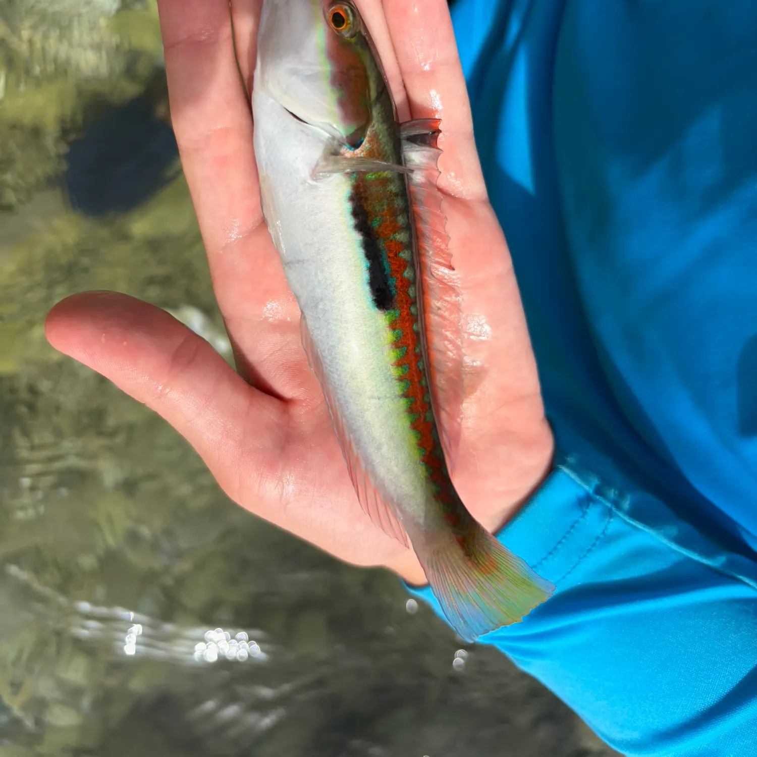 Mediterranean rainbow wrasse caught on Fishbrain