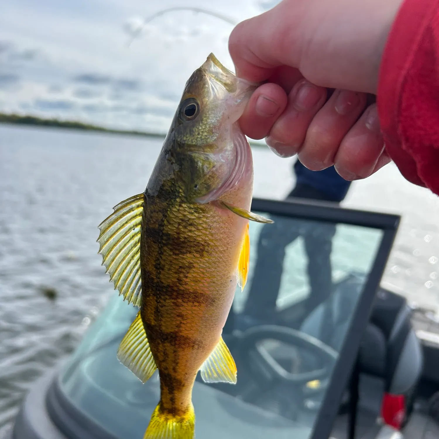 Yellow perch caught on Fishbrain