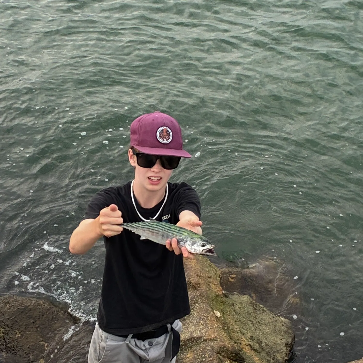 Pacific bonito caught on Fishbrain