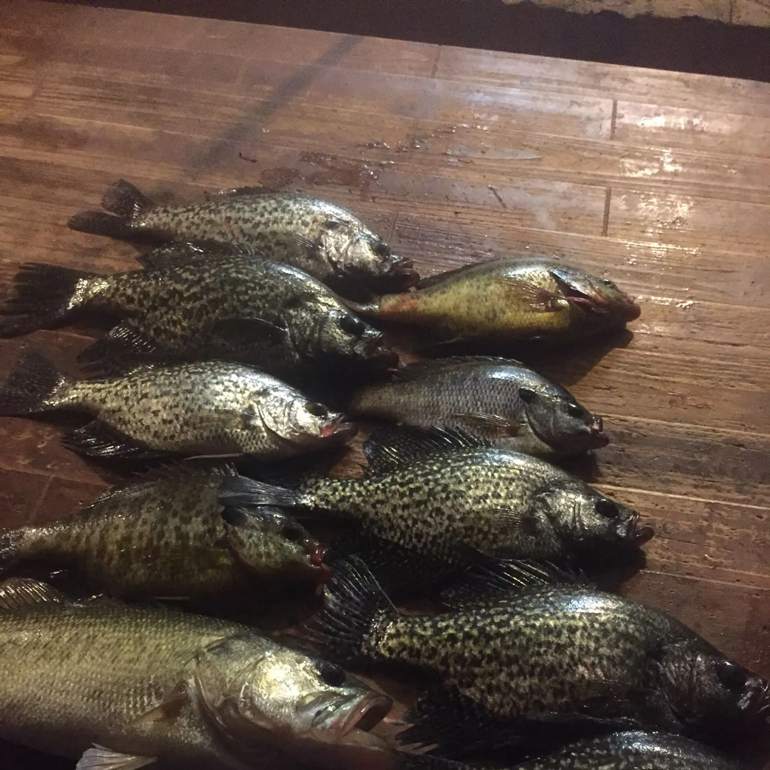 recently logged catches