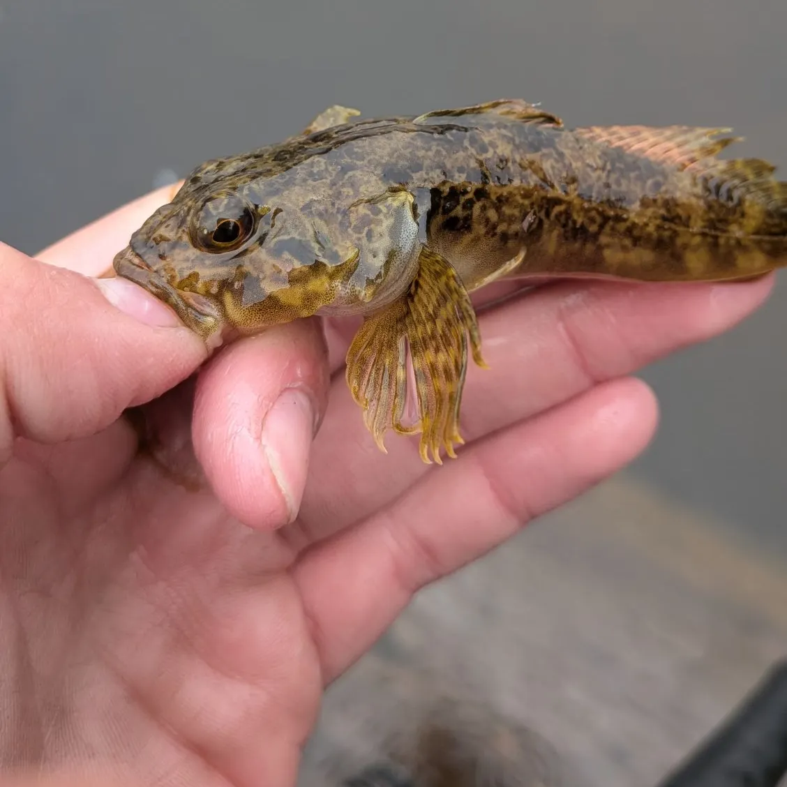 The most recent Prickly sculpin catches on Fishbrain