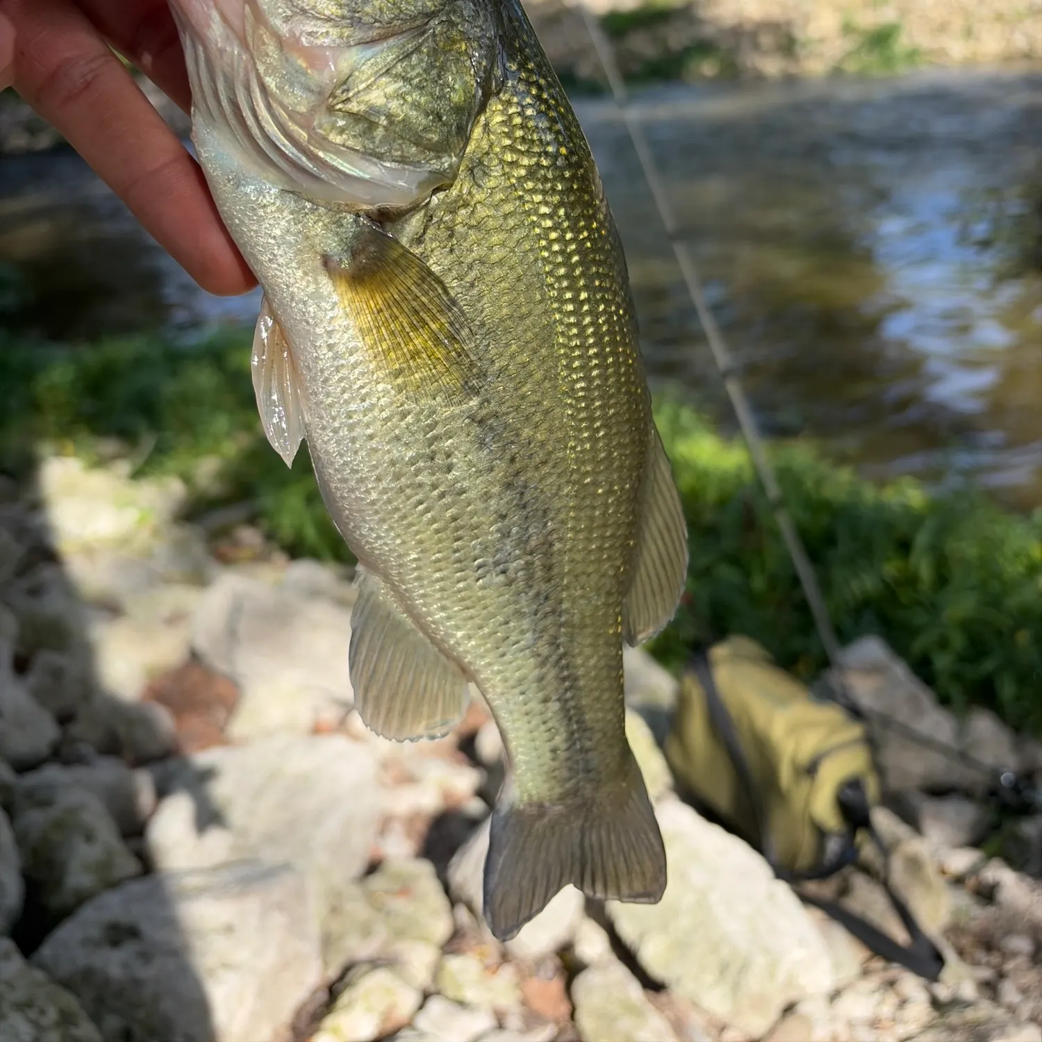 Largemouth bass caught on Fishbrain