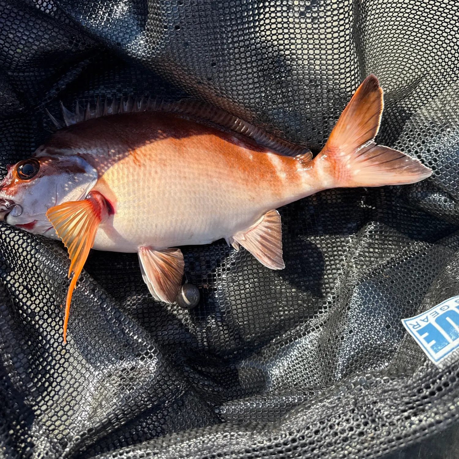 The most popular recent Red morwong catch on Fishbrain