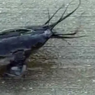 The most recent Walking catfish catches on Fishbrain