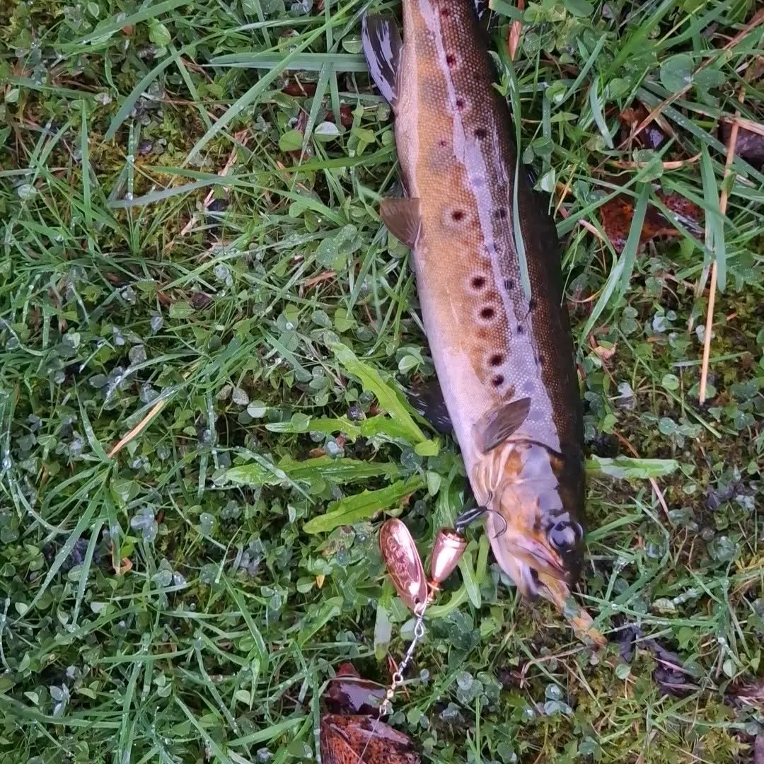 Brown trout caught on Fishbrain