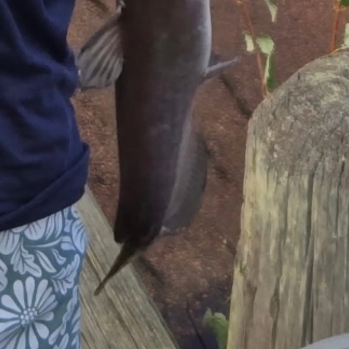 Channel catfish caught on Fishbrain
