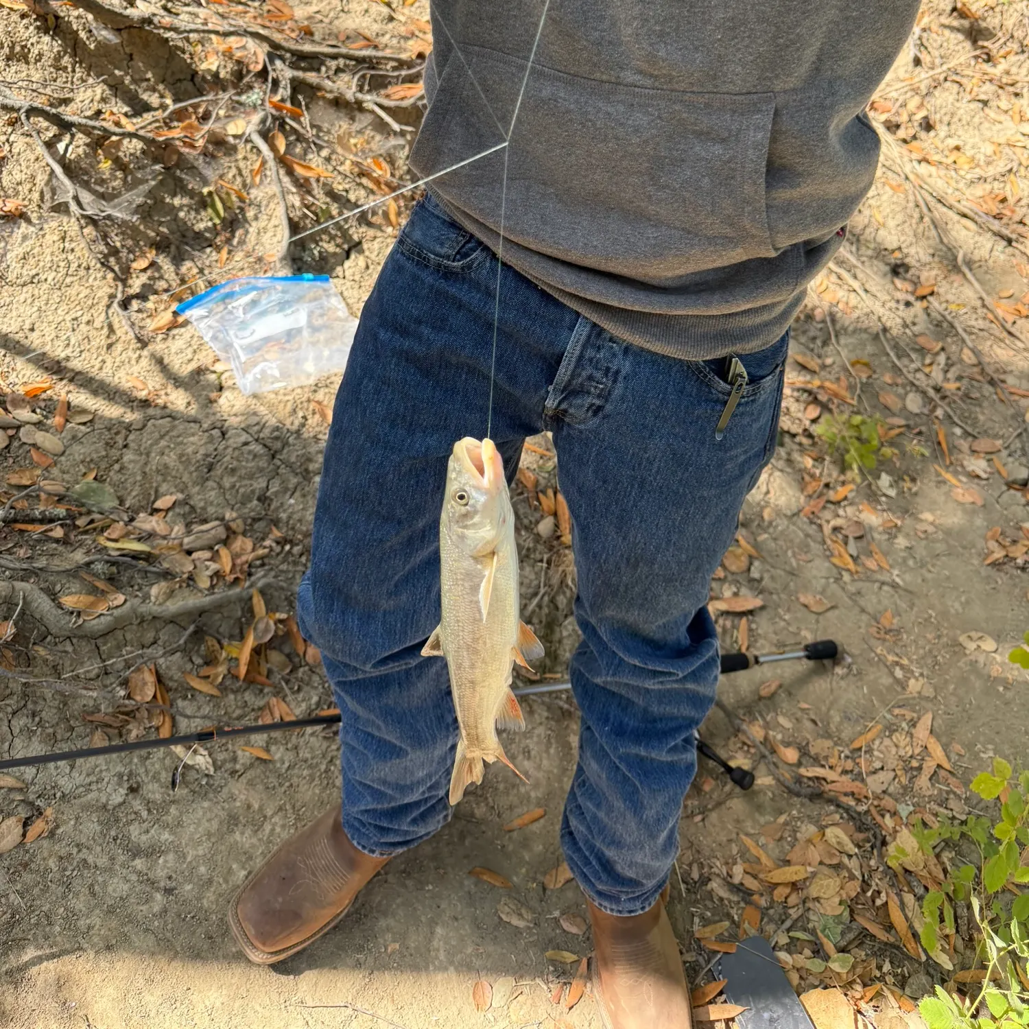 The most recent Splittail catches on Fishbrain