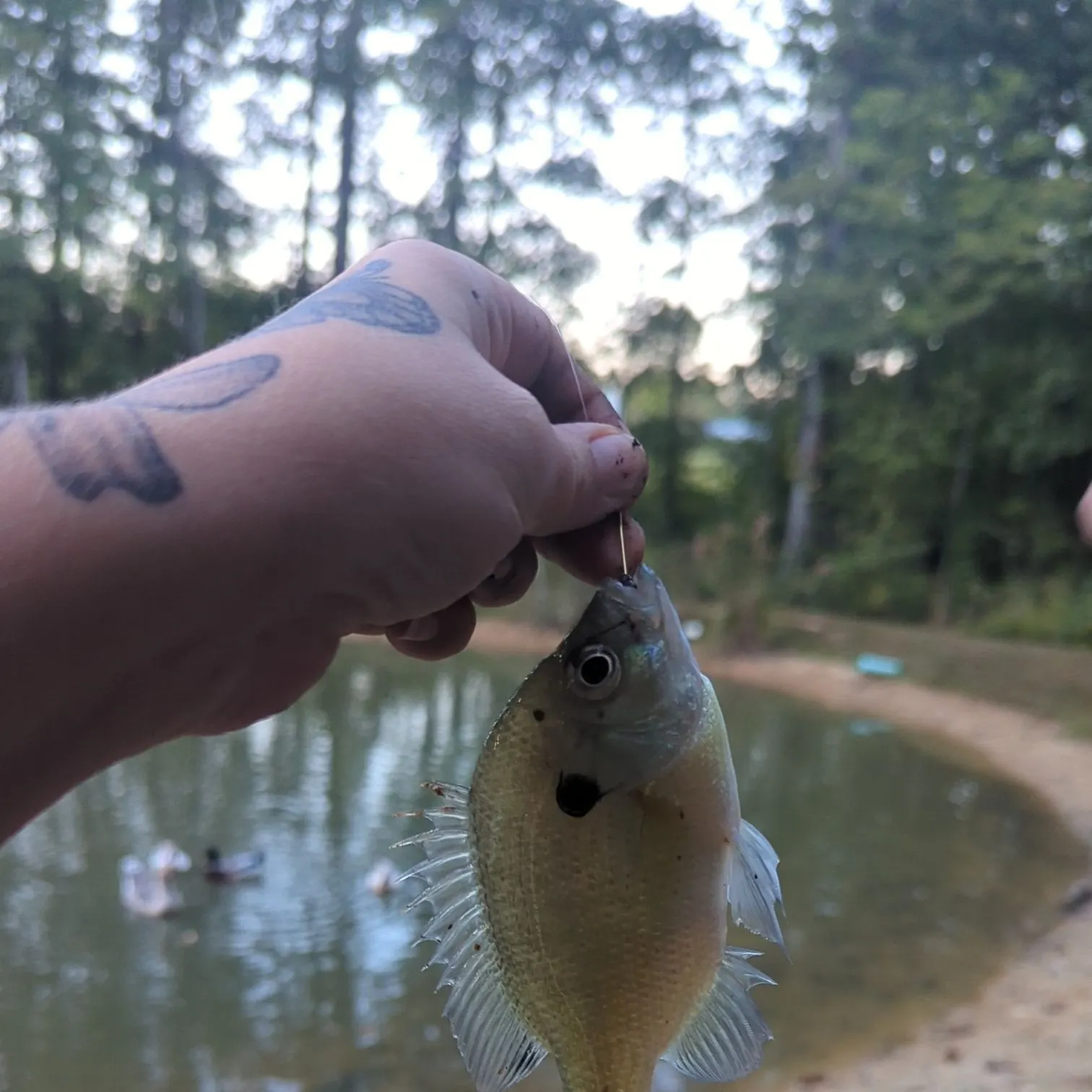 catch