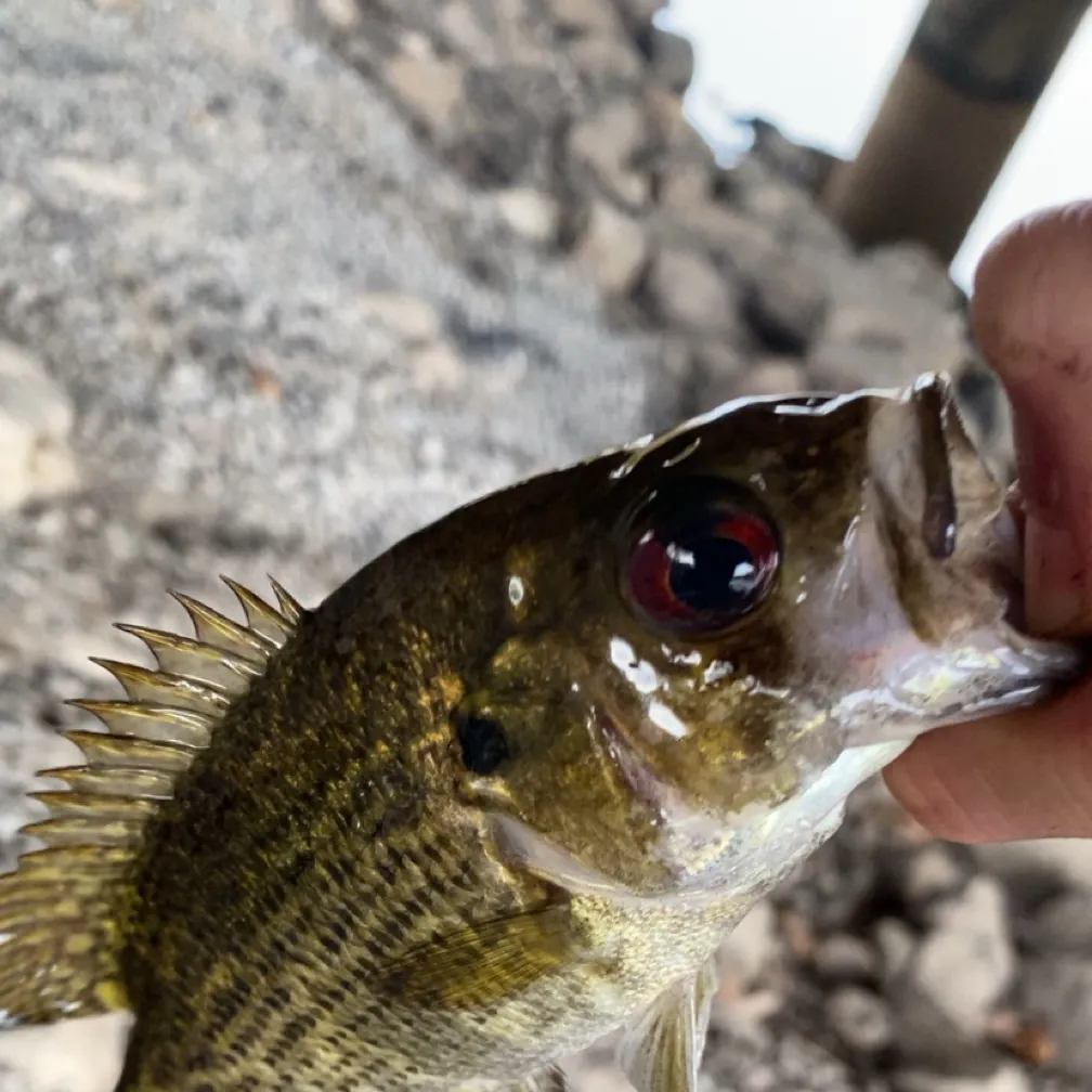 Rock bass caught on Fishbrain