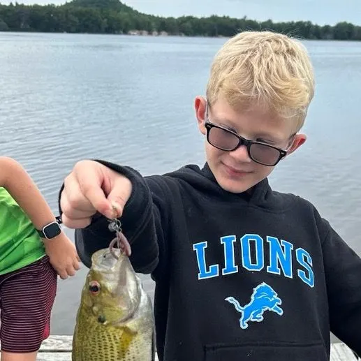 The most recent Rock bass catches on Fishbrain