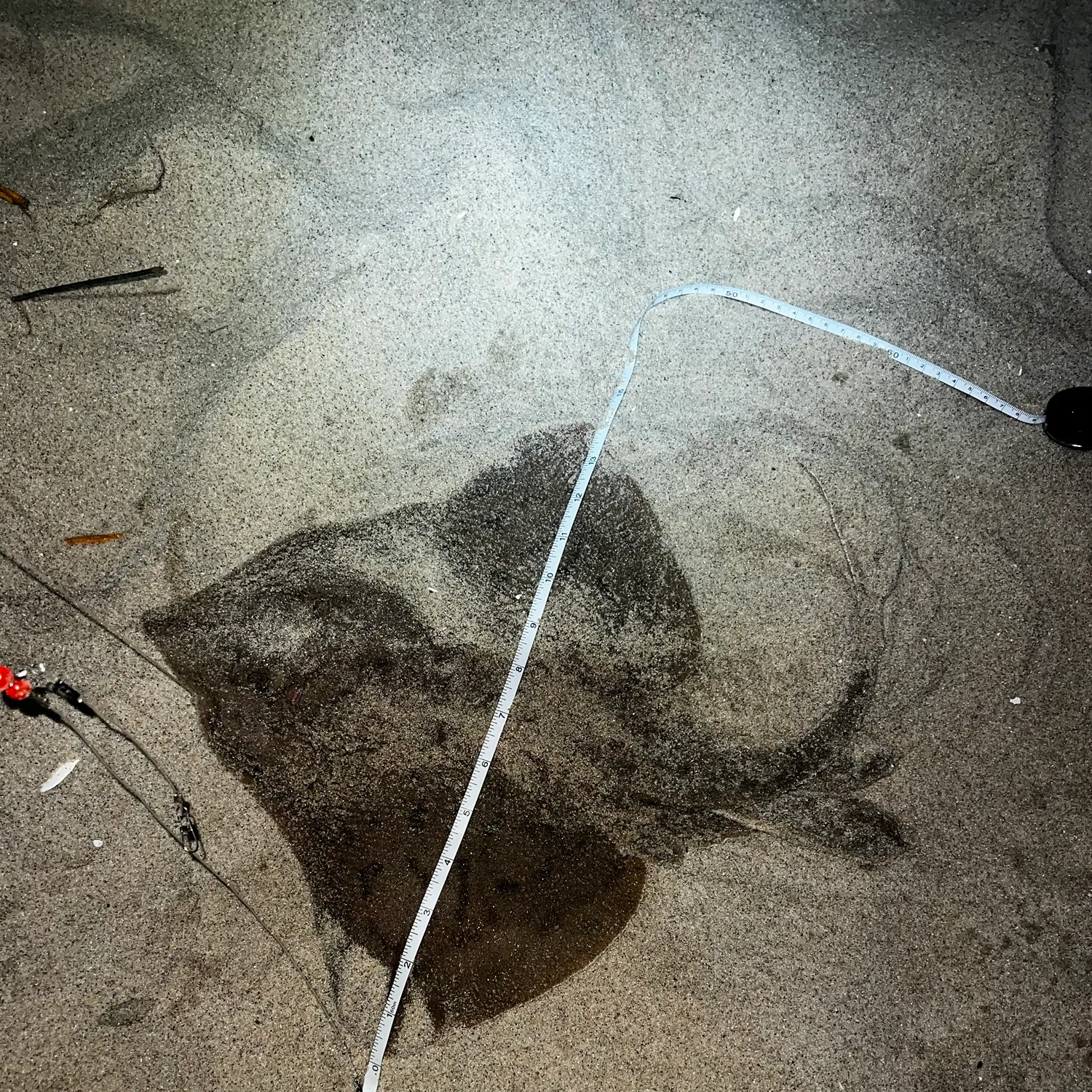 The most recent Clearnose skate catches on Fishbrain