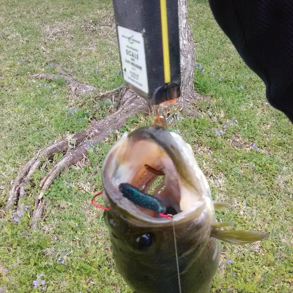 angler catch