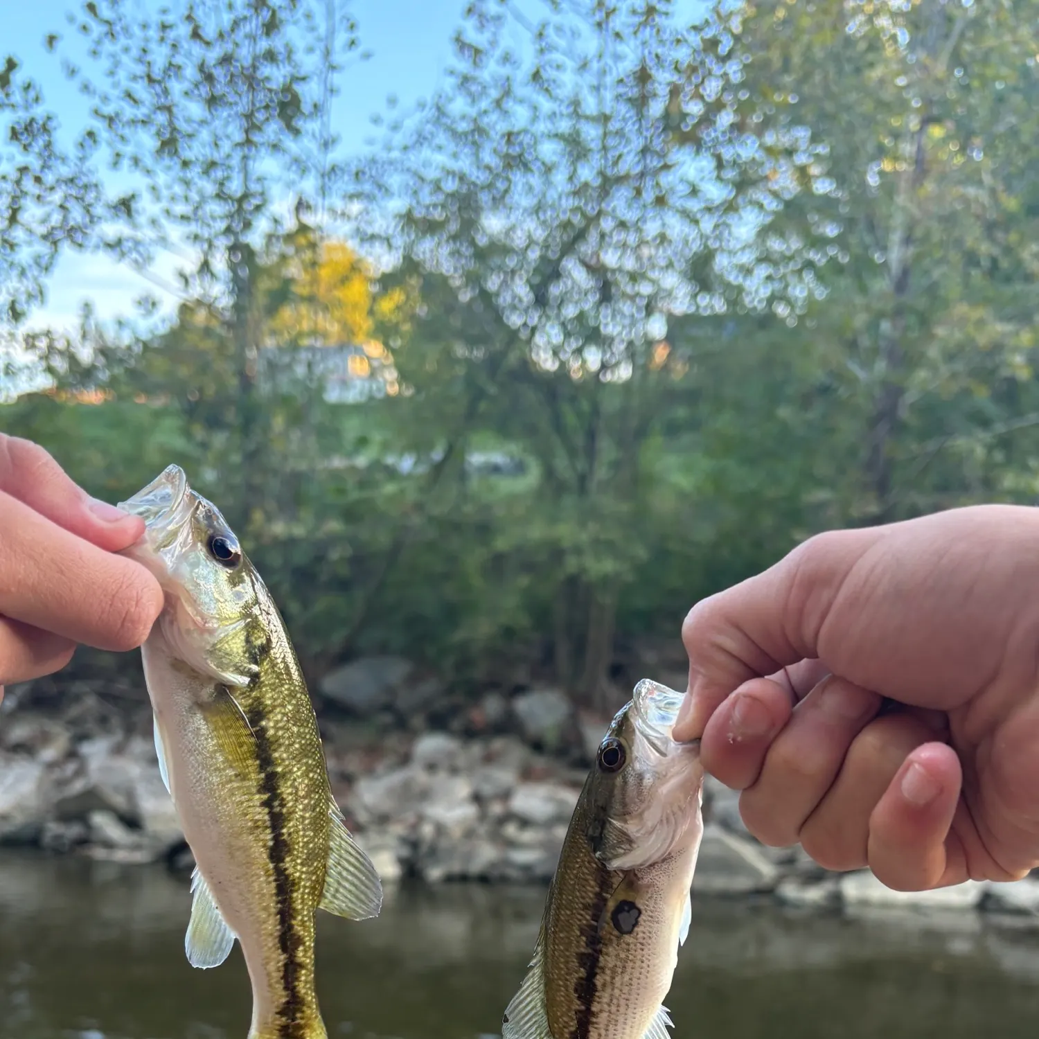 Spotted bass caught on Fishbrain