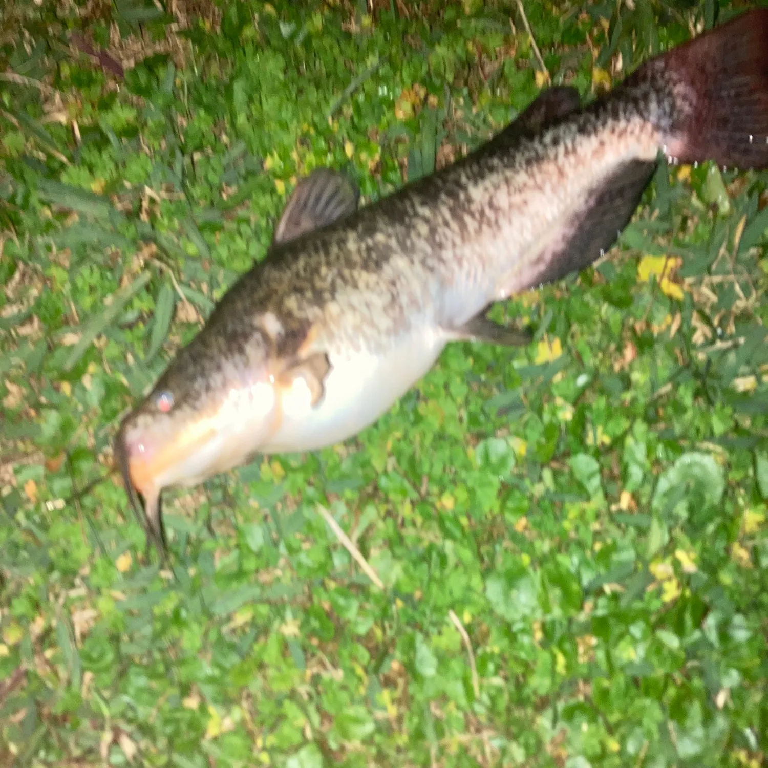 The most recent Brown bullhead catches on Fishbrain