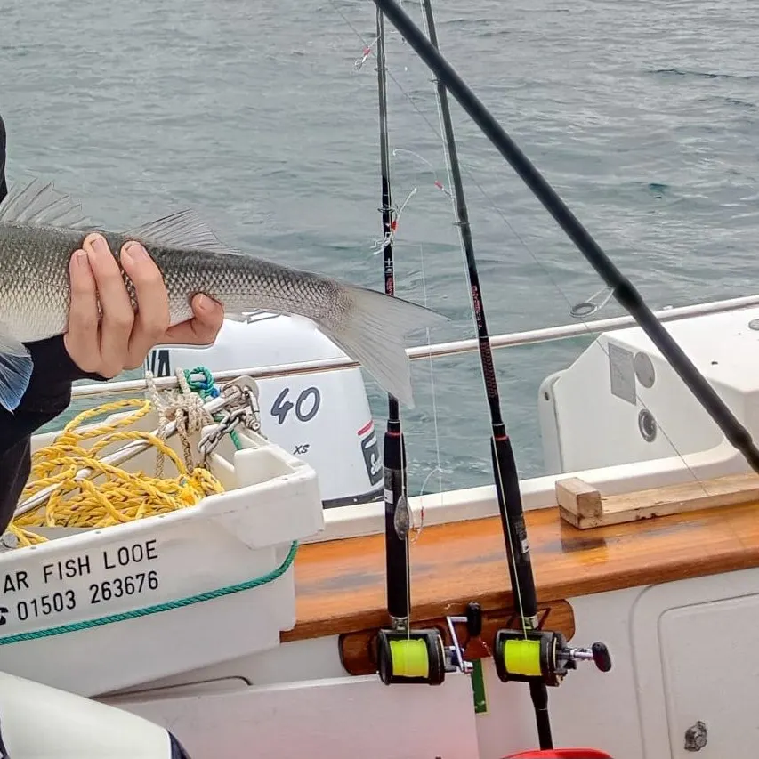 The most recent European seabass catches on Fishbrain