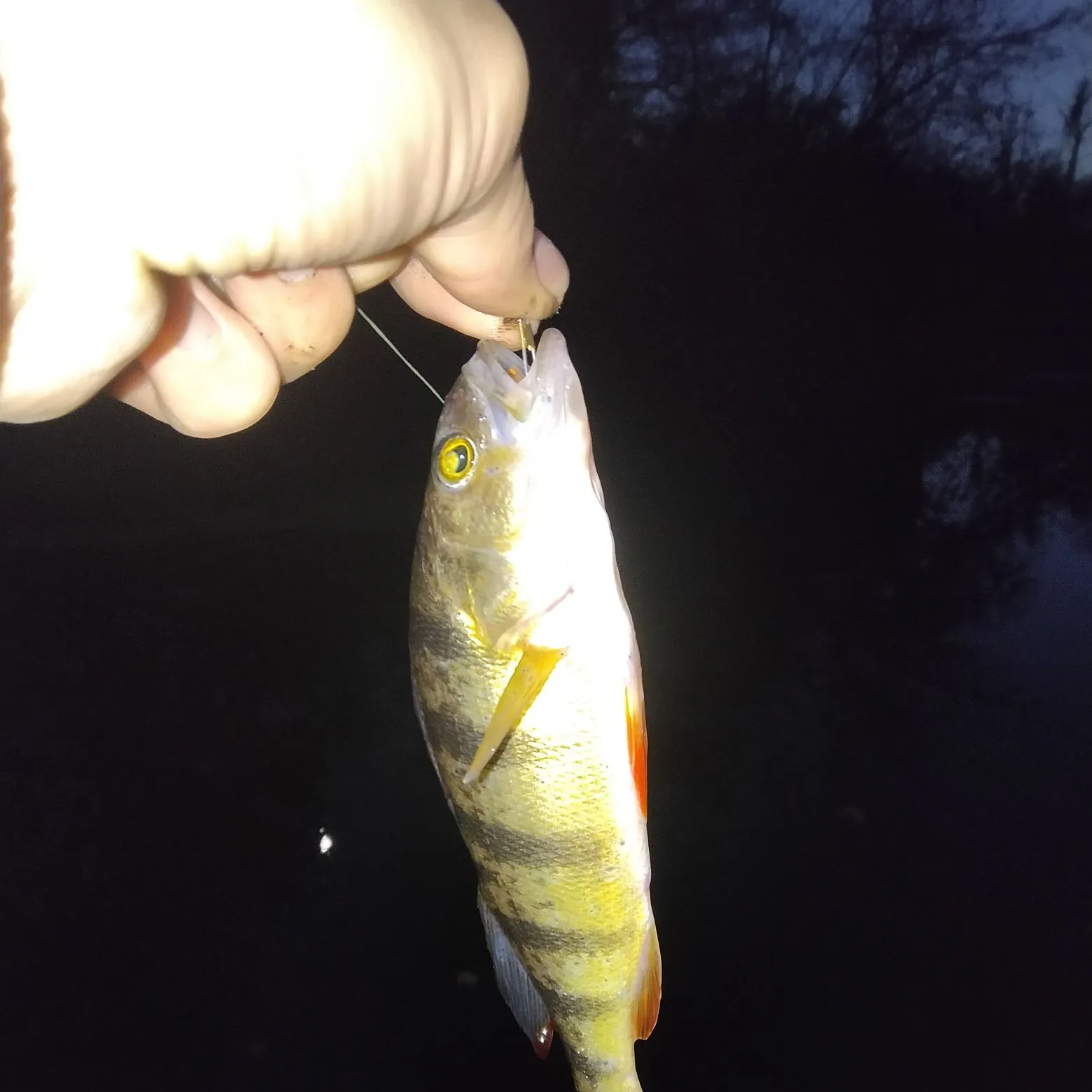 Yellow perch caught on Fishbrain