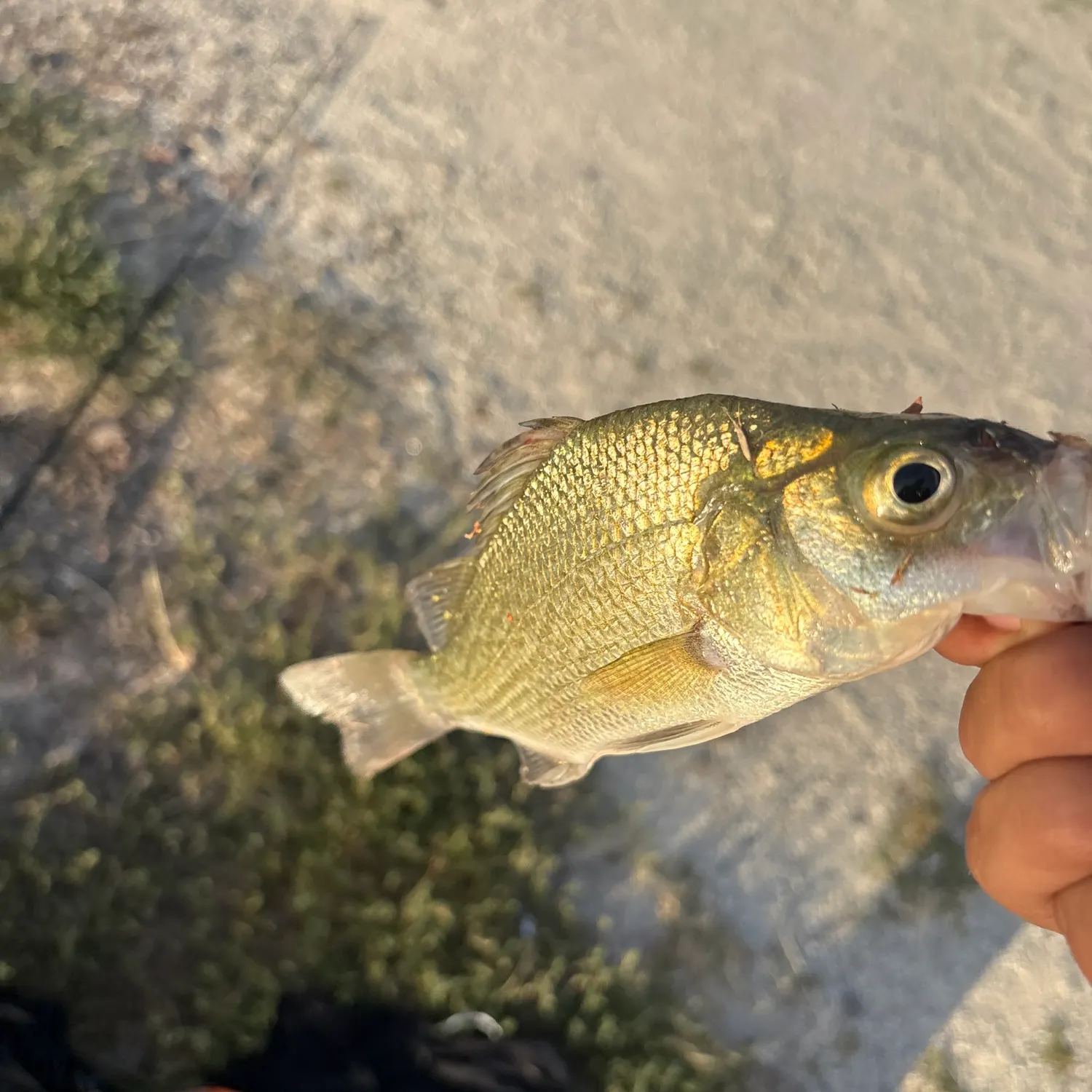 White perch caught on Fishbrain