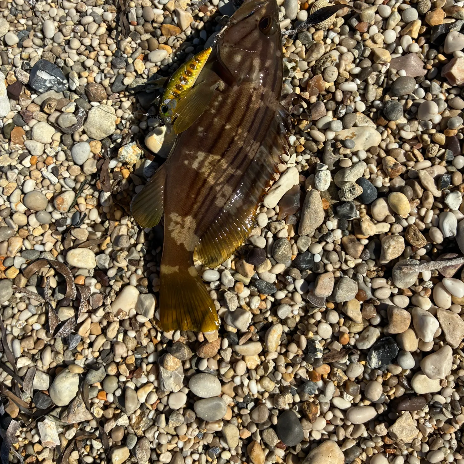 Rock grouper caught on Fishbrain