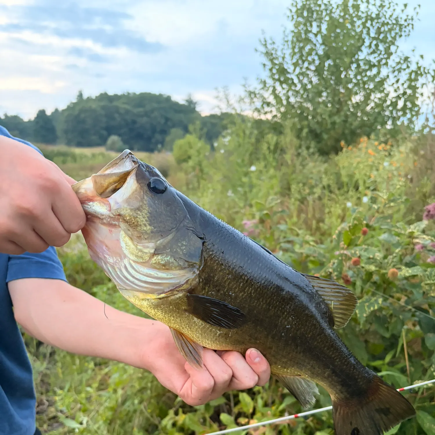 Largemouth bass caught on Fishbrain