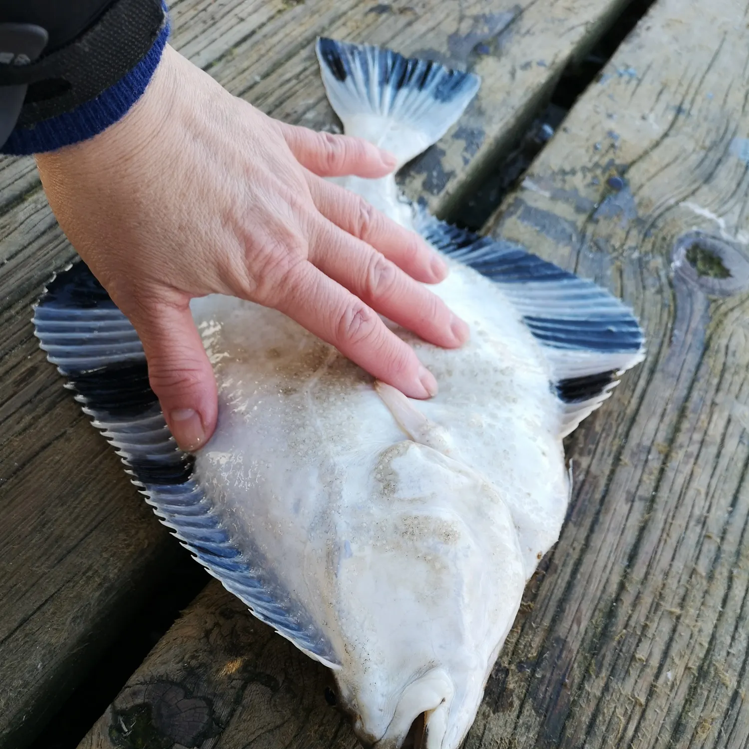 Starry flounder caught on Fishbrain