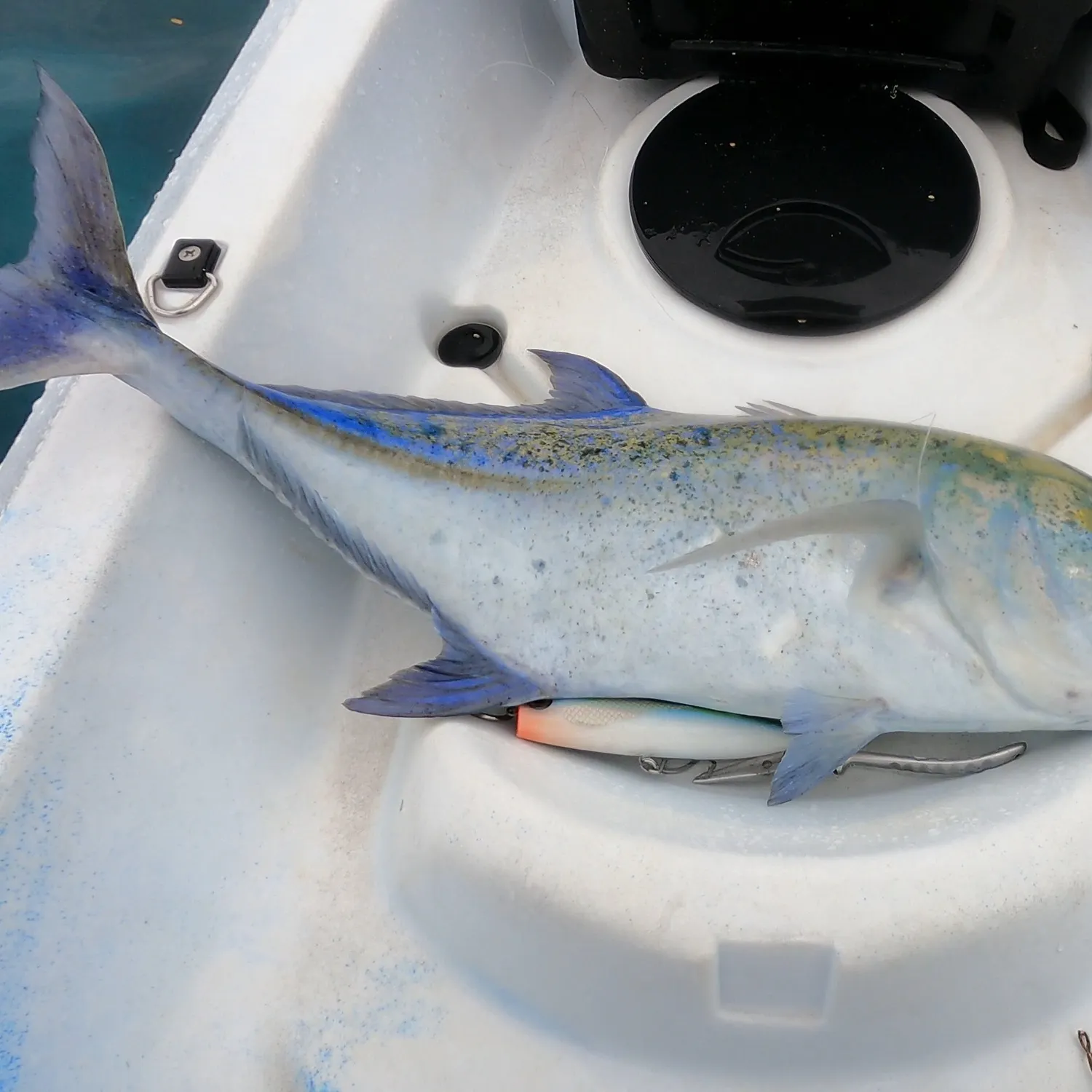 The most recent Bluefin trevally catches on Fishbrain