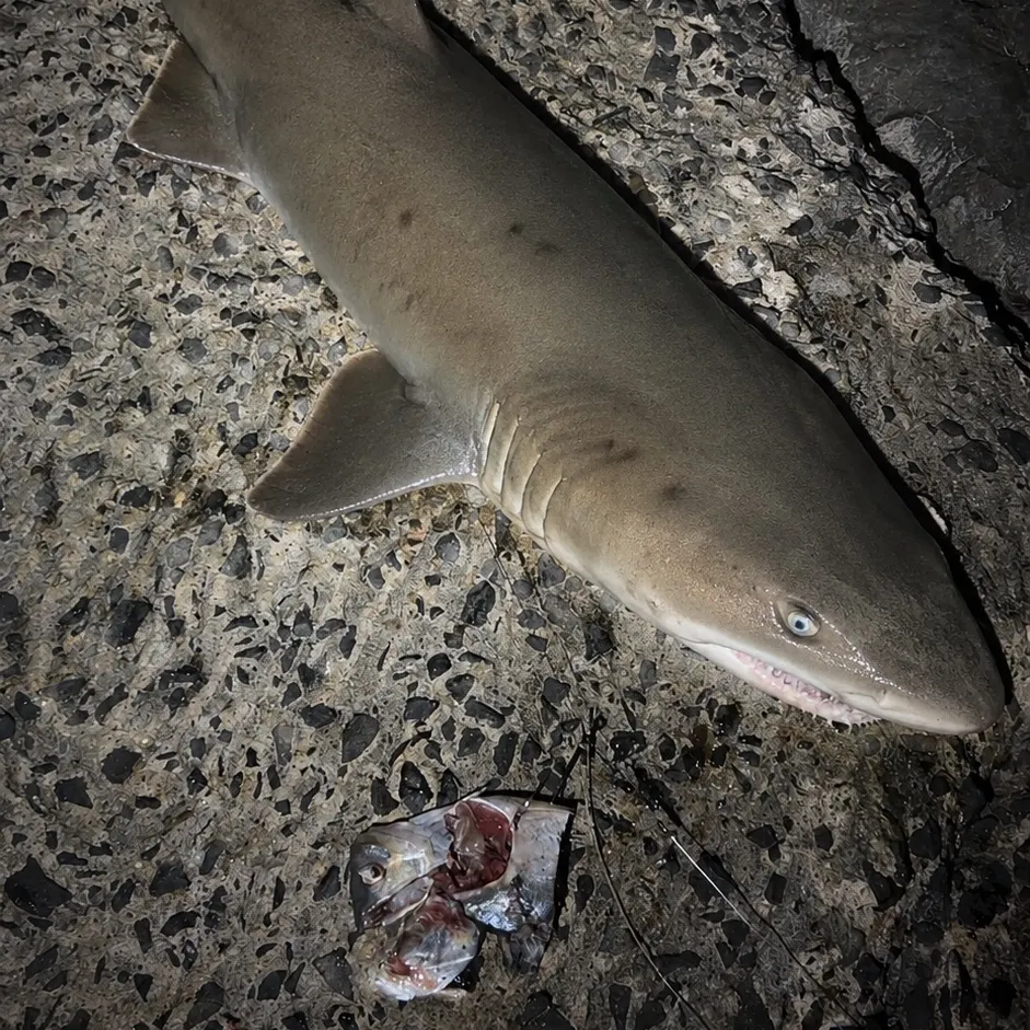 The most recent Sand tiger shark catches on Fishbrain