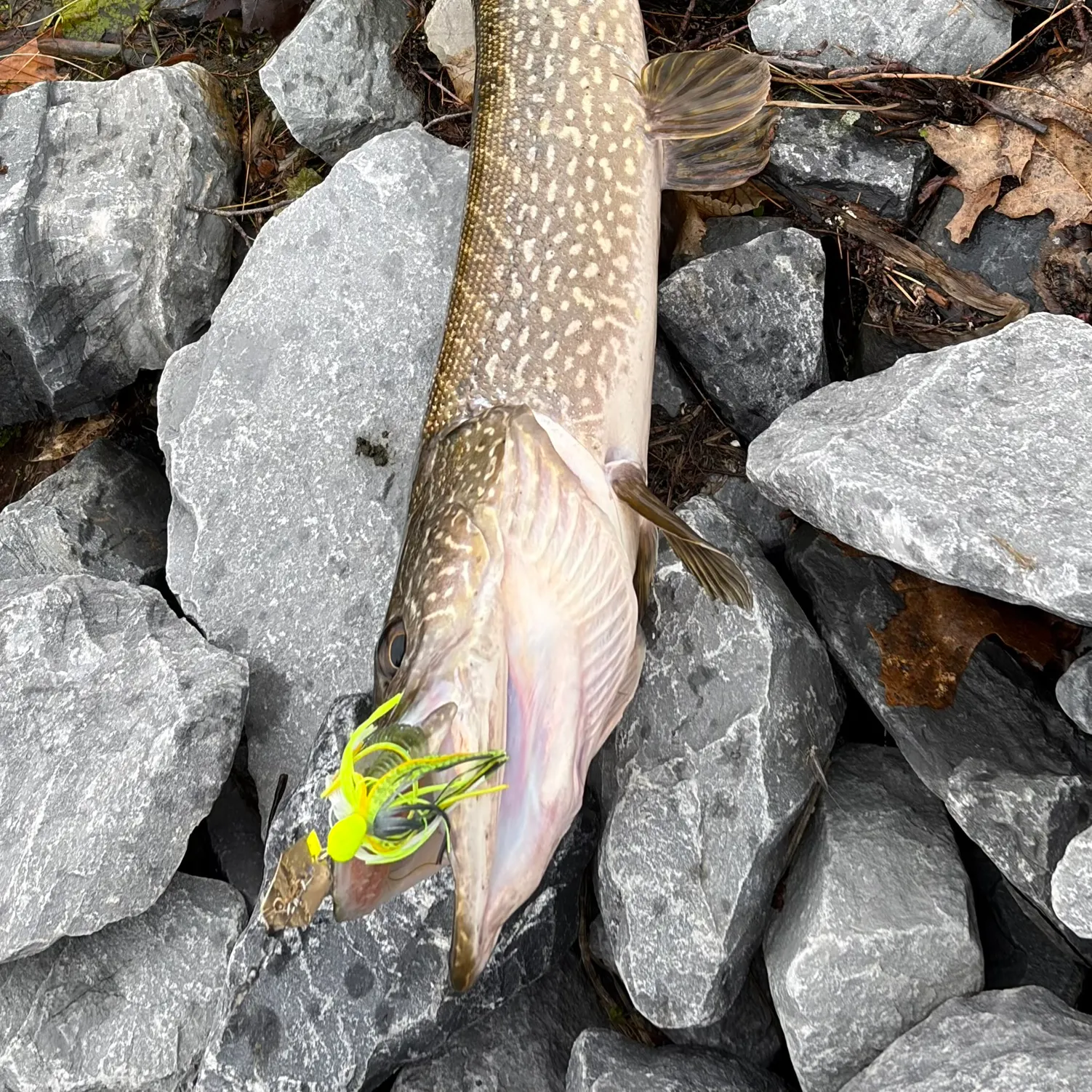 recently logged catches