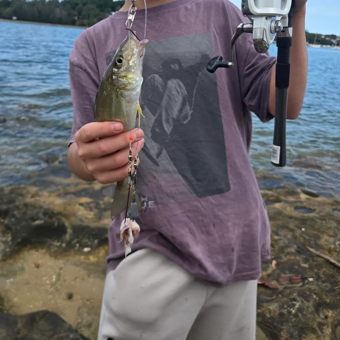 Sand sillago caught on Fishbrain