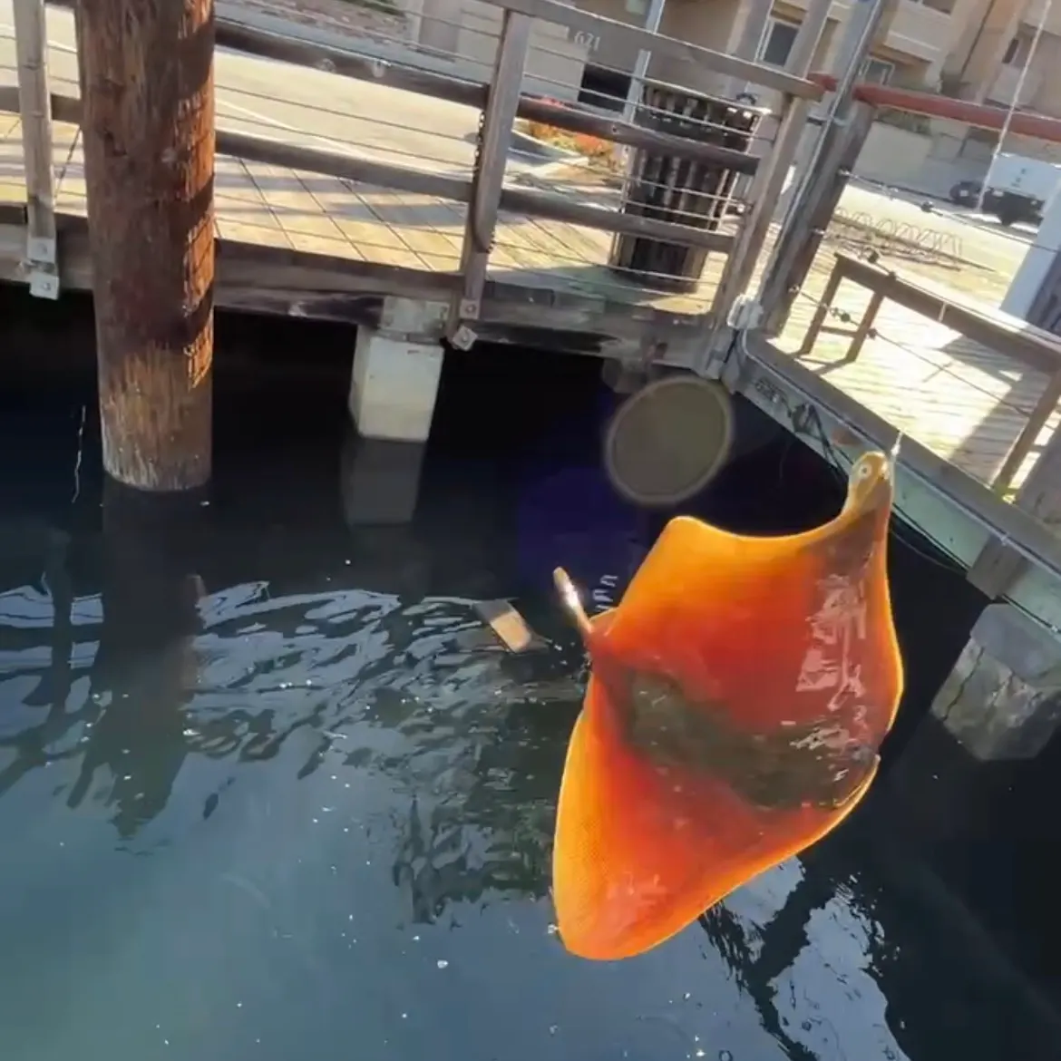 The most recent California butterfly ray catches on Fishbrain